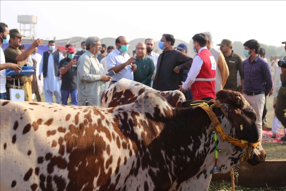 الهلال الأحمر التركي يدعم مزارعين باكستانيين برؤوس ماشية
