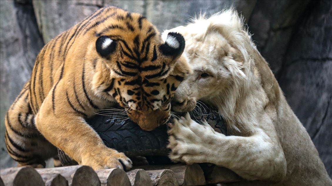 Friendship of bengal tiger and white lion in Istanbul