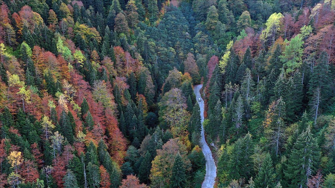 Autumn colors begin to show in Turkey's Spider Forests
