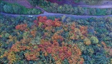 Autumn colors begin to show in Turkey's Spider Forests