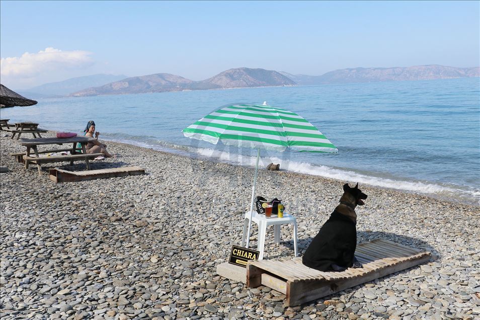 Narkotiğin hassas burnu "Çayra" emekli oldu