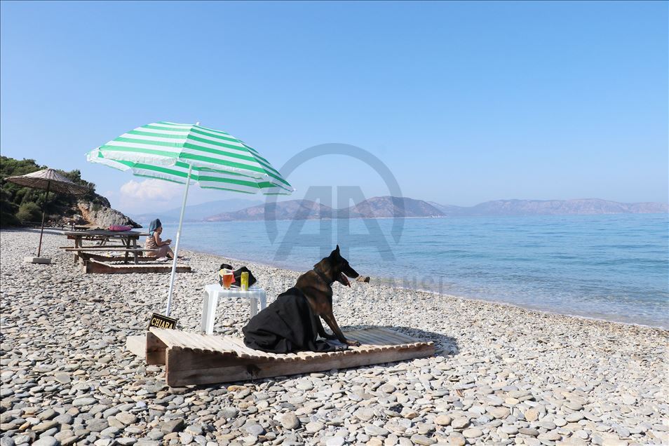 Narkotiğin hassas burnu "Çayra" emekli oldu