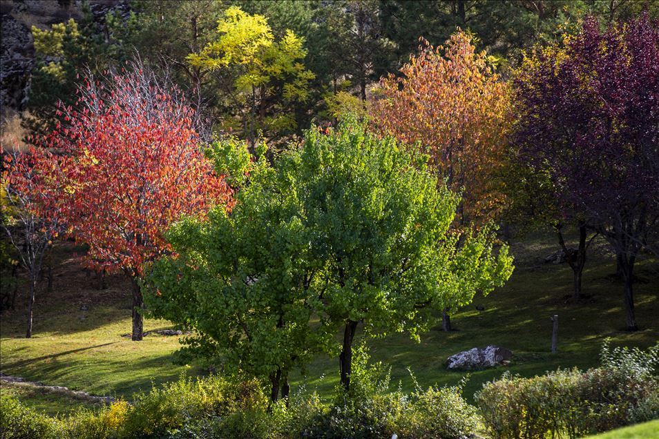 Kırşehir'deki Japon Bahçesi'nde sonbahar güzelliği yaşanıyor