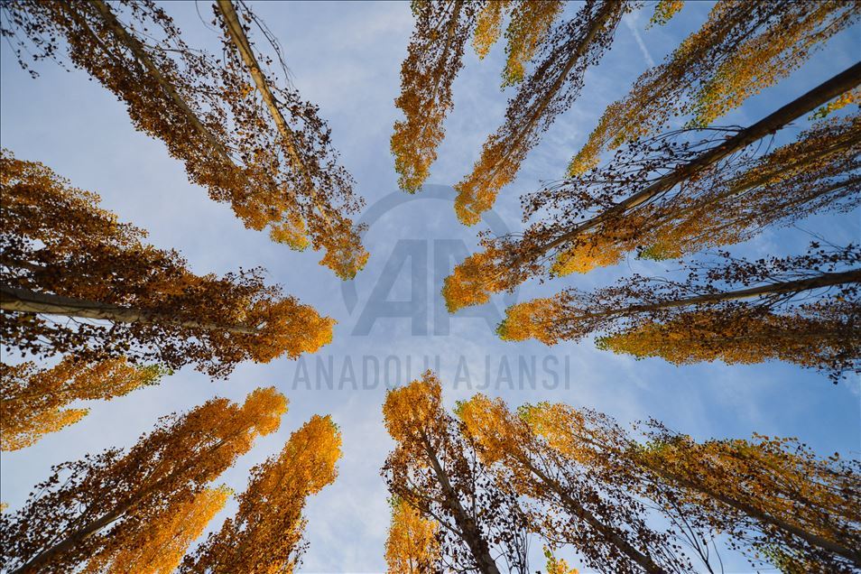 Bosque durante la temporada otoñal en Tunceli, Turquía