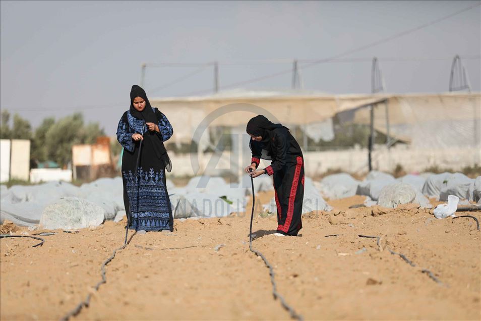 الزراعة ملاذ جامعيات في غزة لمكافحة البطالة