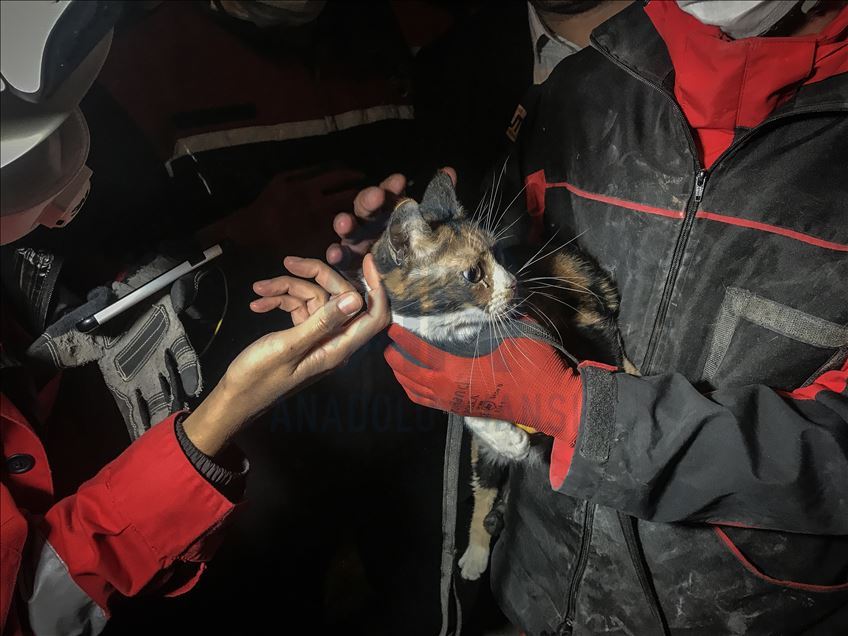 K9 rescued a cat from debris in Izmir