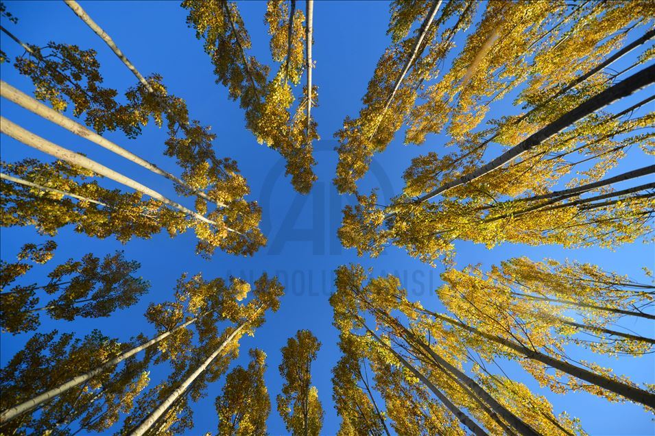 Ovacık'ta sonbahar renkleri görsel şölen sunuyor