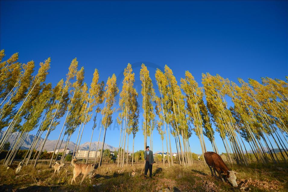 Ovacık'ta sonbahar renkleri görsel şölen sunuyor