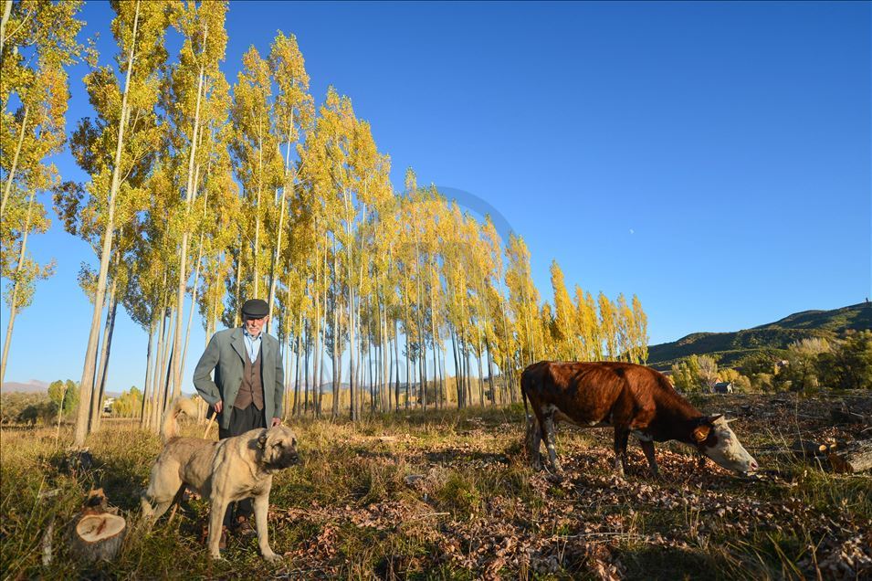 Ovacık'ta sonbahar renkleri görsel şölen sunuyor