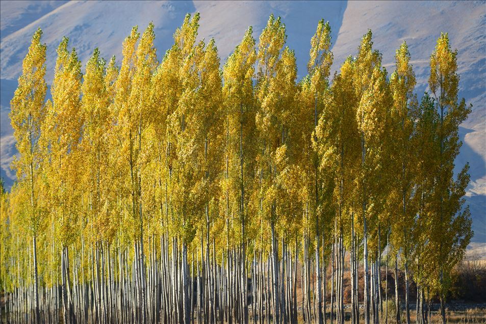 Ovacık'ta sonbahar renkleri görsel şölen sunuyor