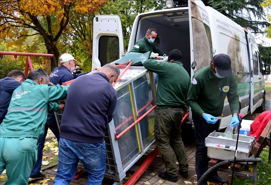 Shtip Hayvanat Bahçesi sakini boz ayı Teddy Bulgaristan'a sevkediliyor