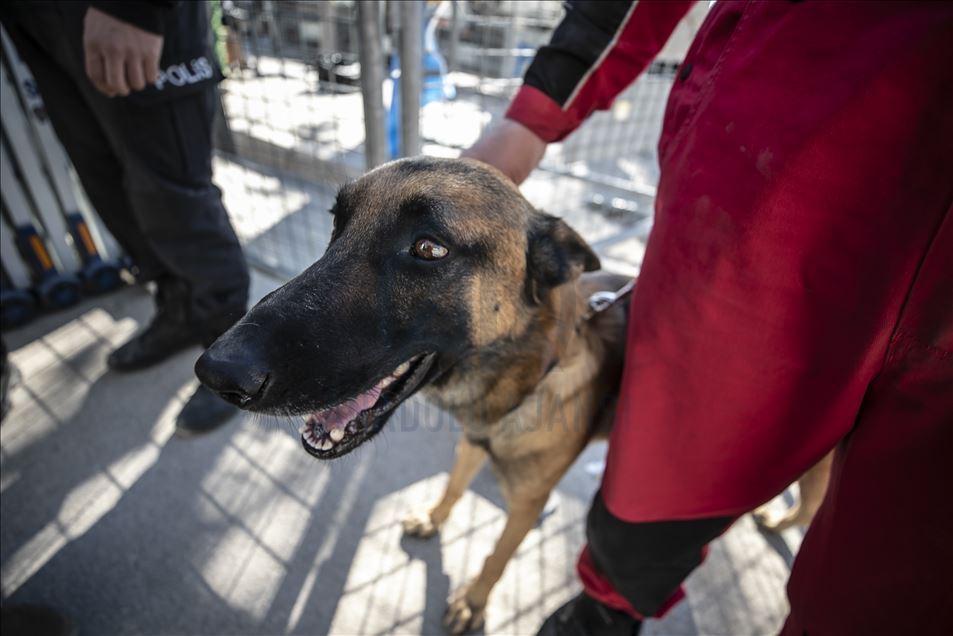 Search and rescue dog 'Altar' with his keen sense of smell