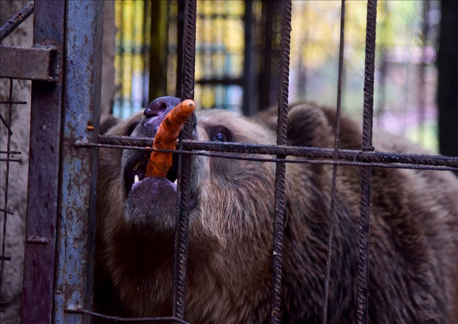 Shtip Hayvanat Bahçesi sakini boz ayı Teddy Bulgaristan'a sevkediliyor