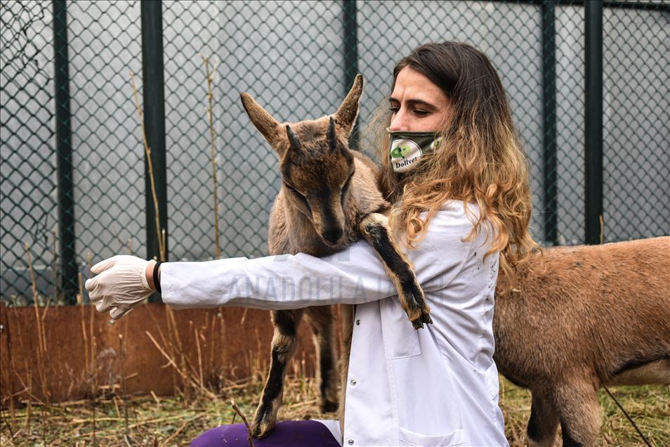 Baby mountain goats Golge and Bayram at Wildlife Rescue and Rehabilitation Centre