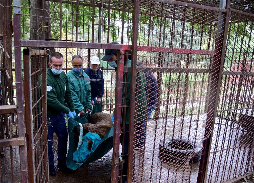 Shtip Hayvanat Bahçesi sakini boz ayı Teddy Bulgaristan'a sevkediliyor