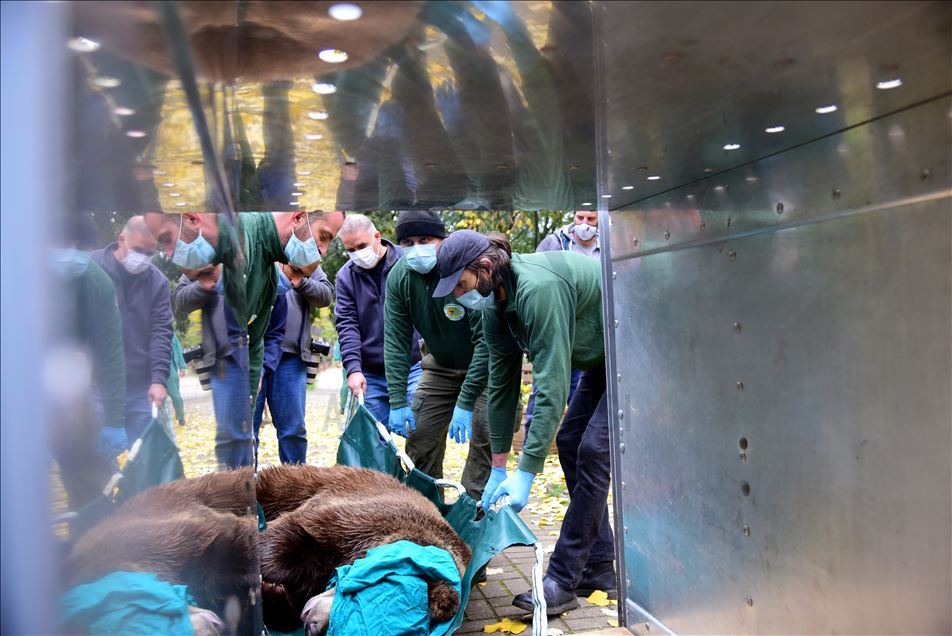 Shtip Hayvanat Bahçesi sakini boz ayı Teddy Bulgaristan'a sevkediliyor