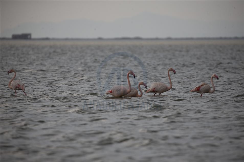 Enez'deki Dalyan Gölü flamingolarla renklendi