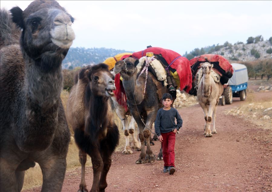 Anadolu'nun bin yıllık konargöçerlik kültürünü Sarıkeçili Yörükleri sürdürüyor