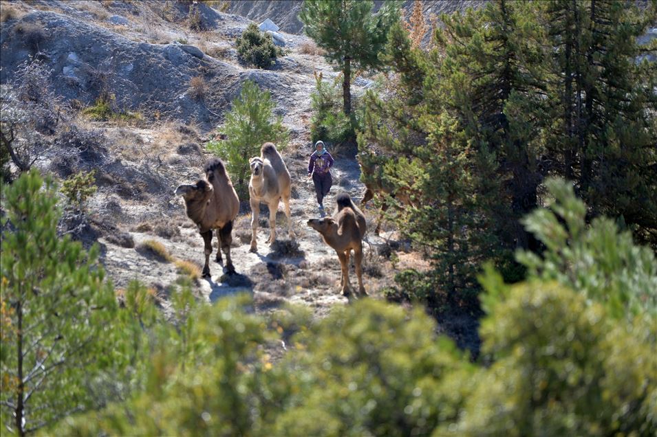 Anadolu'nun bin yıllık konargöçerlik kültürünü Sarıkeçili Yörükleri sürdürüyor