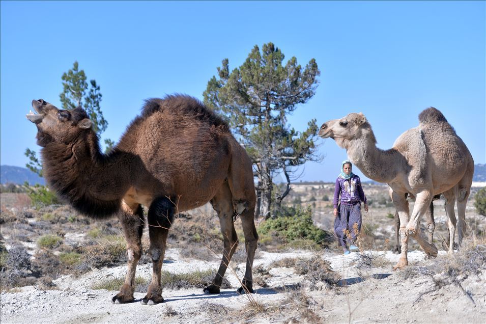 Anadolu'nun bin yıllık konargöçerlik kültürünü Sarıkeçili Yörükleri sürdürüyor