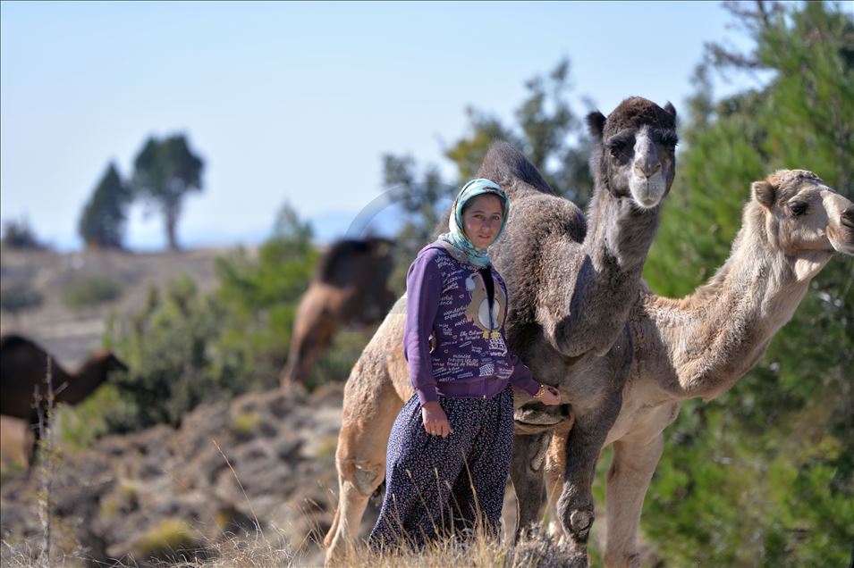 Anadolu'nun bin yıllık konargöçerlik kültürünü Sarıkeçili Yörükleri sürdürüyor