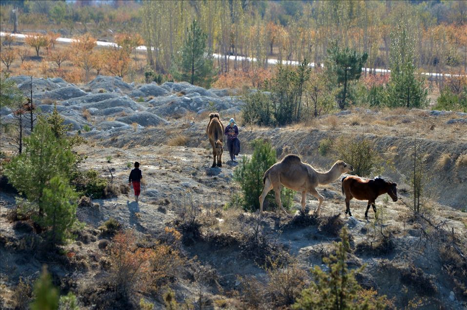 Anadolu'nun bin yıllık konargöçerlik kültürünü Sarıkeçili Yörükleri sürdürüyor