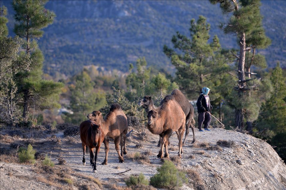 Anadolu'nun bin yıllık konargöçerlik kültürünü Sarıkeçili Yörükleri sürdürüyor