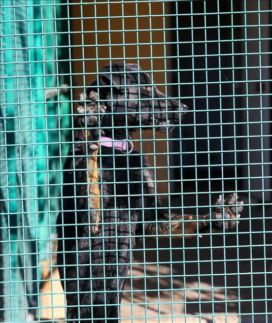 Arama kurtarmanın gizli kahramanları: "Keskin burunlar"