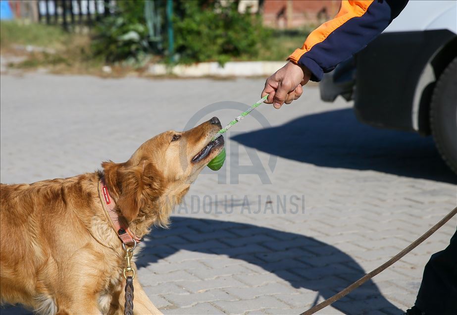 Arama kurtarmanın gizli kahramanları: "Keskin burunlar"