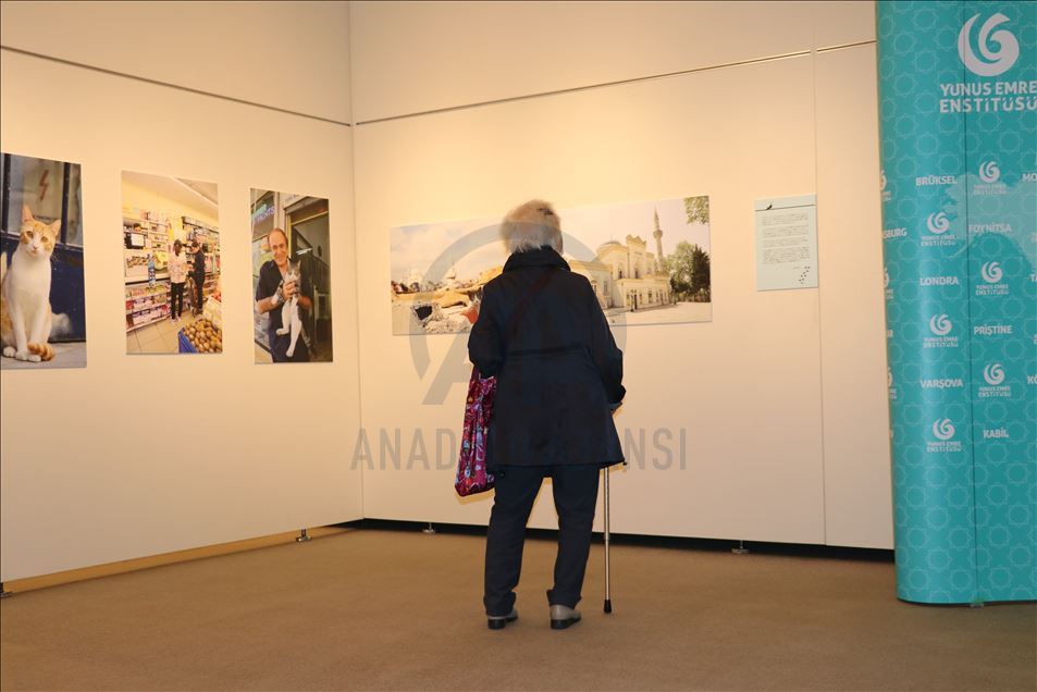 Tokyo’da "Türk kedisi" fotoğraf sergisi açıldı