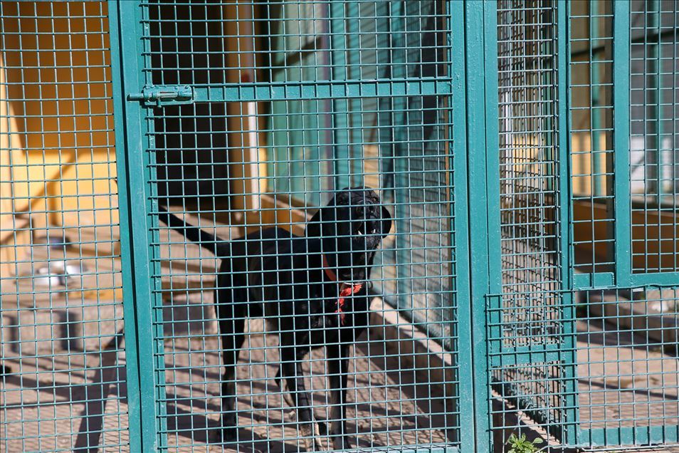 Arama kurtarmanın gizli kahramanları: "Keskin burunlar"