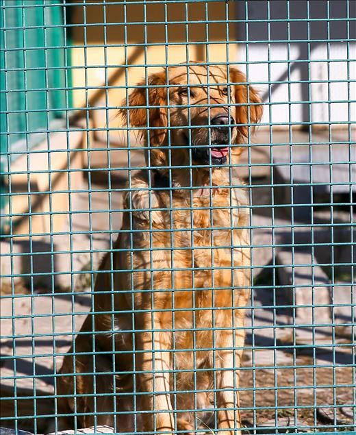 Arama kurtarmanın gizli kahramanları: "Keskin burunlar"