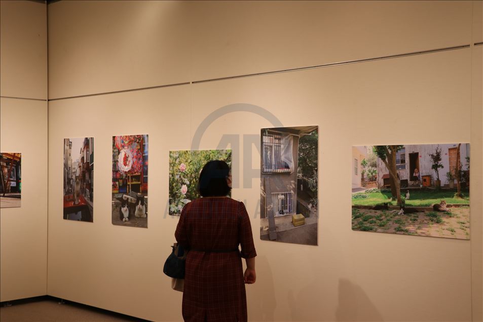 Tokyo’da "Türk kedisi" fotoğraf sergisi açıldı