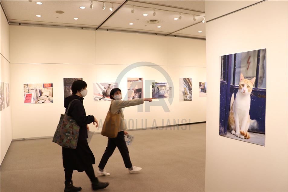 Tokyo’da "Türk kedisi" fotoğraf sergisi açıldı