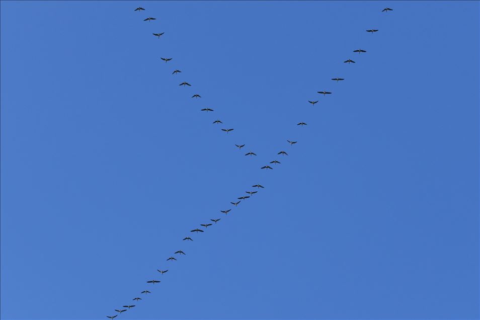 Kuş cenneti Erçek Gölü yaban kazlarıyla şenlendi