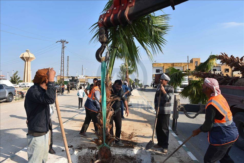 تركيا تزرع 600 شجرة في منطقة "نبع السلام" شمال سوريا