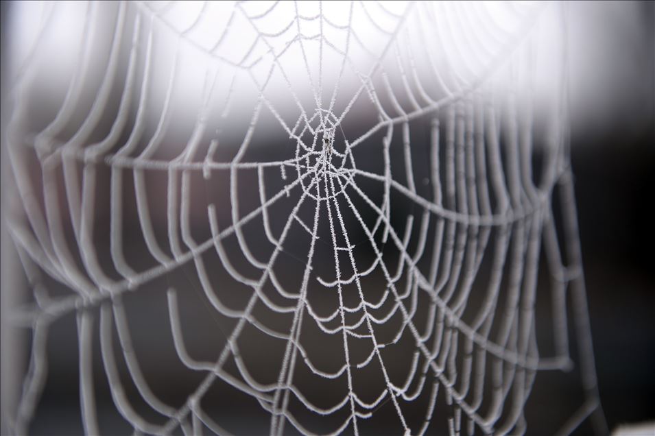 Soğuk hava örümcek ağlarında kırağı oluşturdu