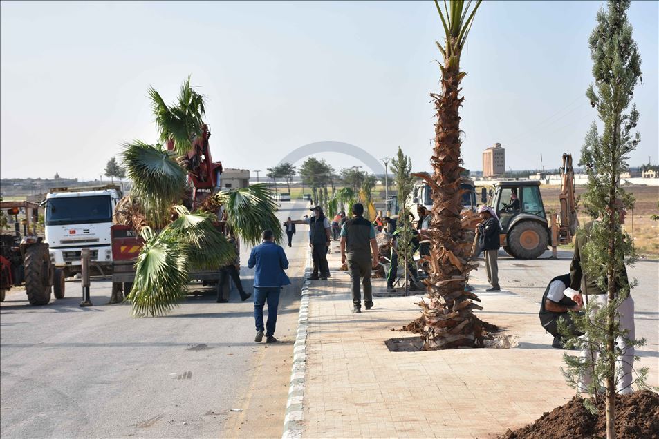 تركيا تزرع 600 شجرة في منطقة "نبع السلام" شمال سوريا