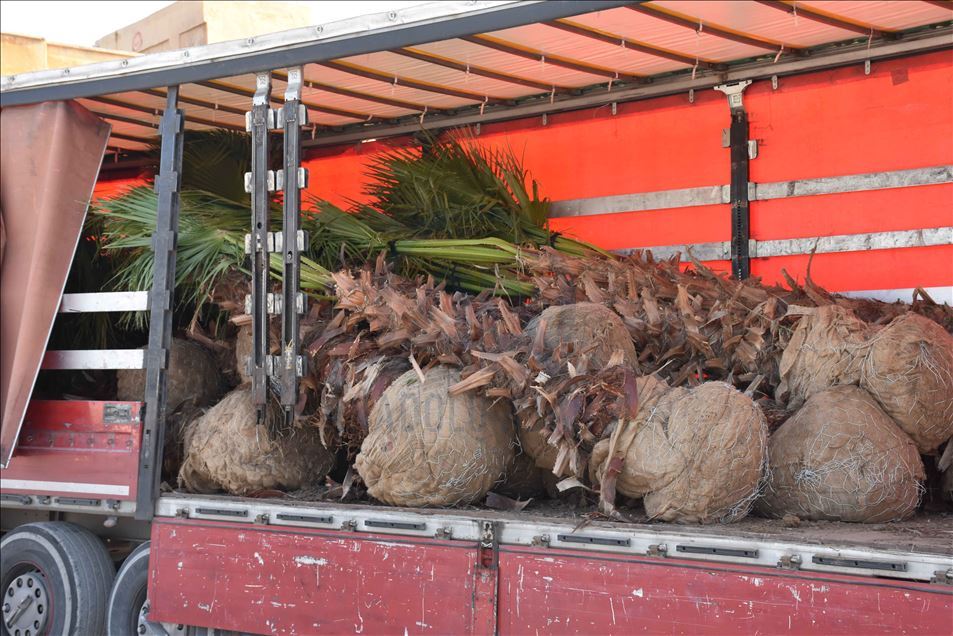 تركيا تزرع 600 شجرة في منطقة "نبع السلام" شمال سوريا