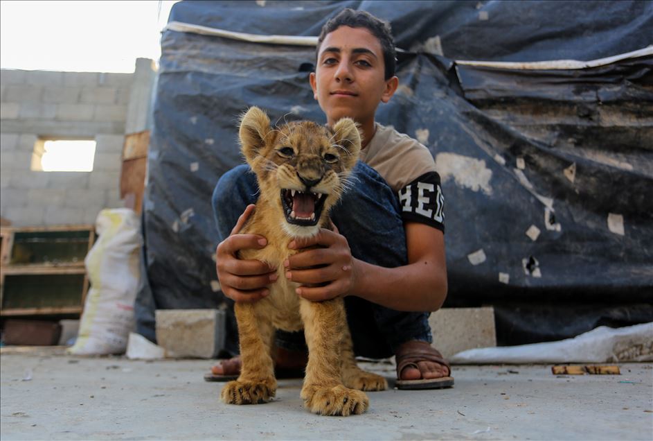 Gazzeli kardeşlerin "aslan" sevgisi
