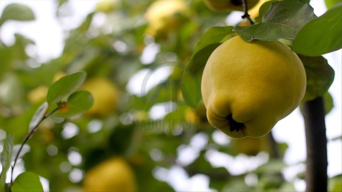 بەهێی تورکیا بۆ عێراق و نۆ وڵاتی دیکە هەناردە دەکرێت
