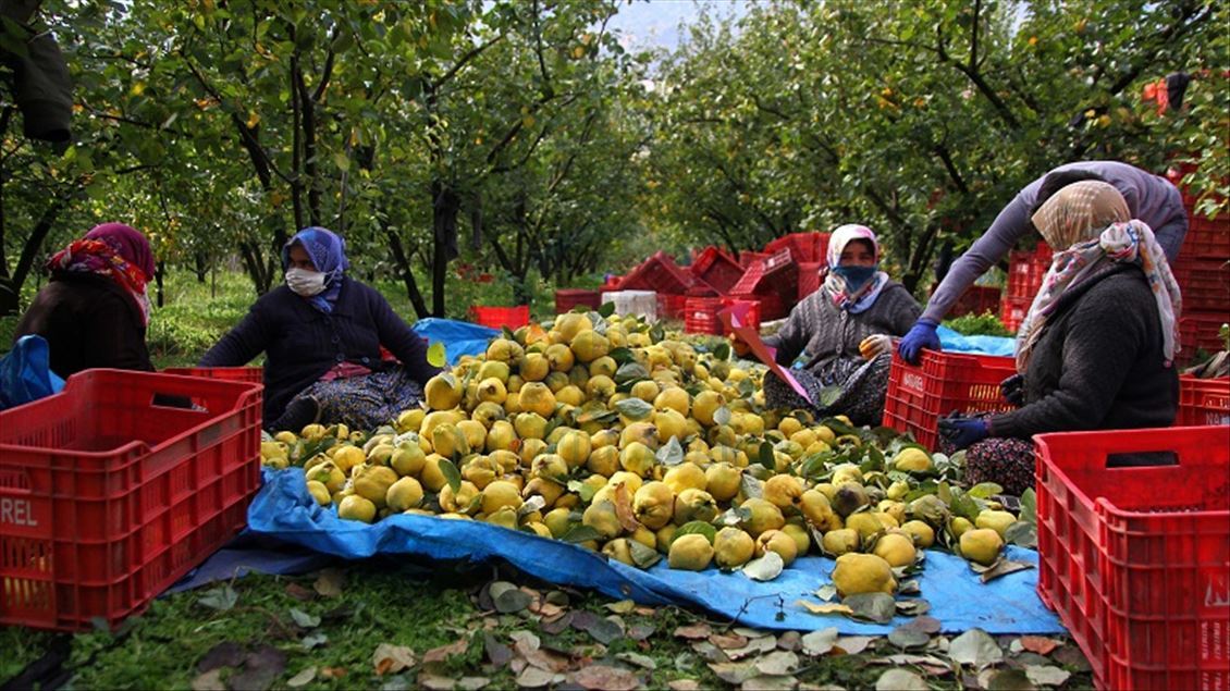 بەهێی تورکیا بۆ عێراق و نۆ وڵاتی دیکە هەناردە دەکرێت