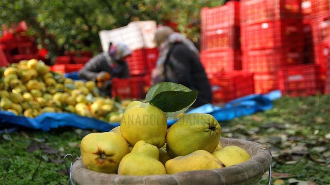 بەهێی تورکیا بۆ عێراق و نۆ وڵاتی دیکە هەناردە دەکرێت