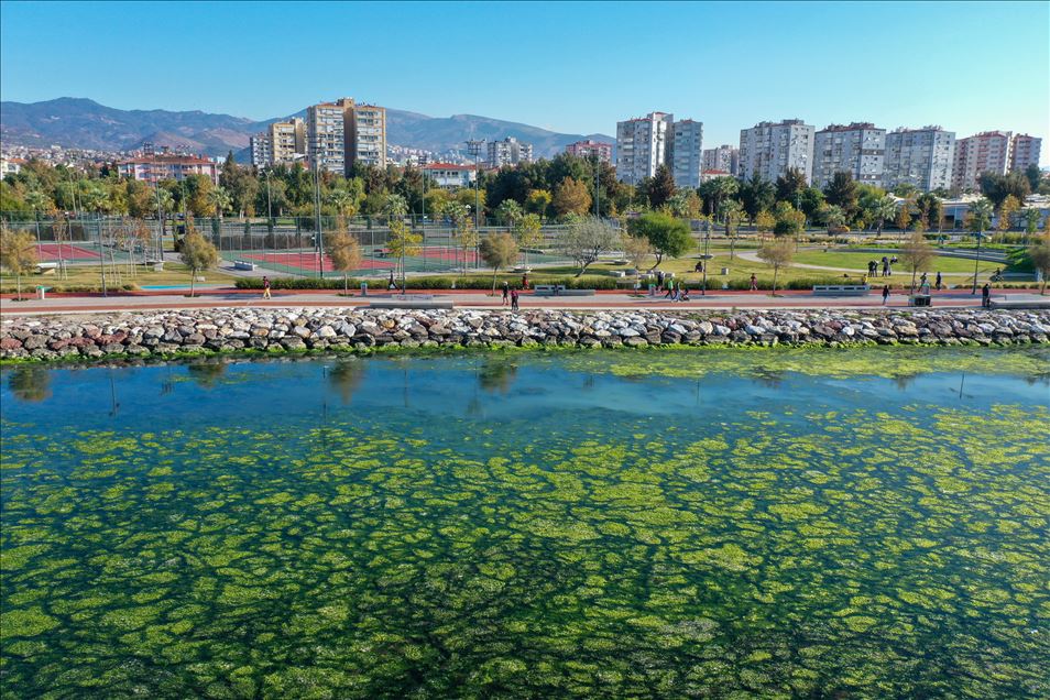 "Deniz marulları" İzmir Körfezi'ni yeşile bürüdü
