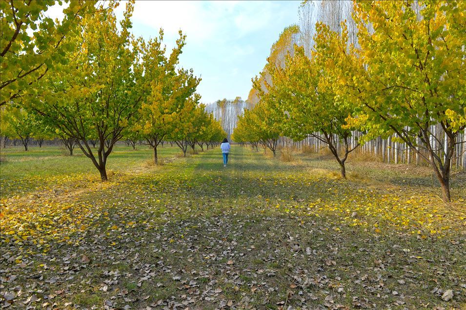 Autumn season on foothills of Mount Agri in Turkey's Igdir