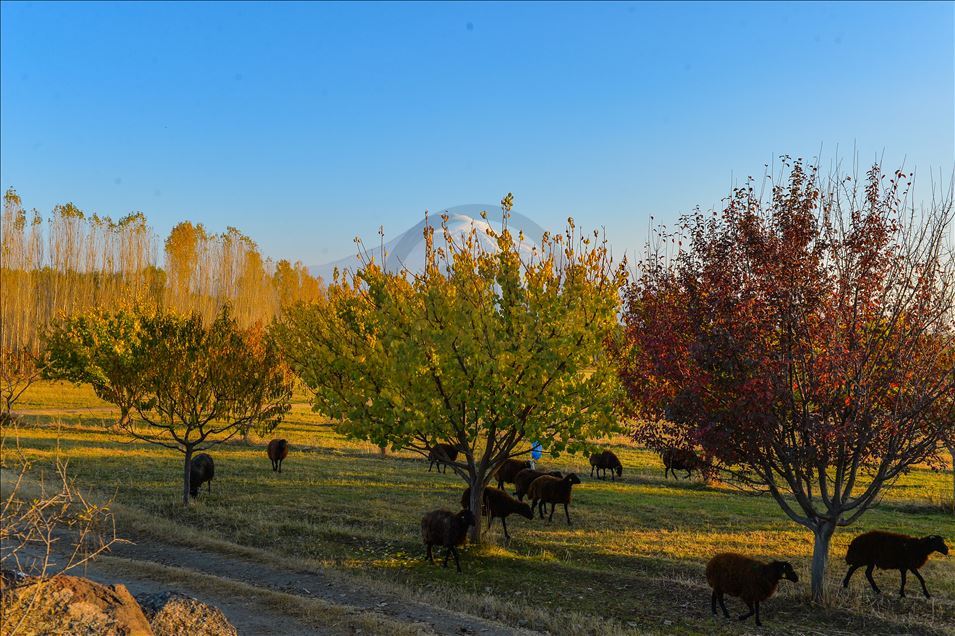 Autumn season on foothills of Mount Agri in Turkey's Igdir