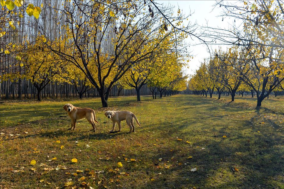 Autumn season on foothills of Mount Agri in Turkey's Igdir