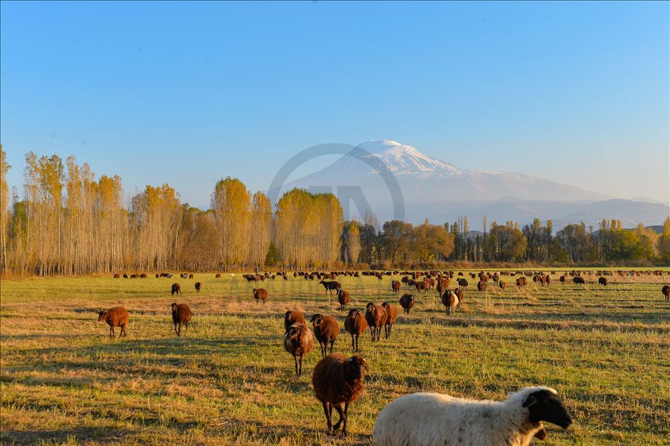 Autumn season on foothills of Mount Agri in Turkey's Igdir