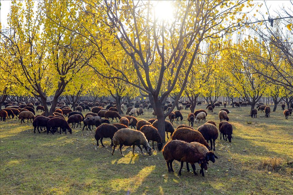 Autumn season on foothills of Mount Agri in Turkey's Igdir