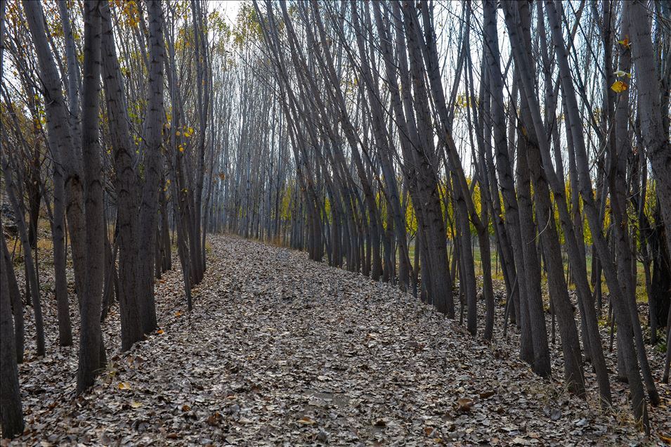 Autumn season on foothills of Mount Agri in Turkey's Igdir